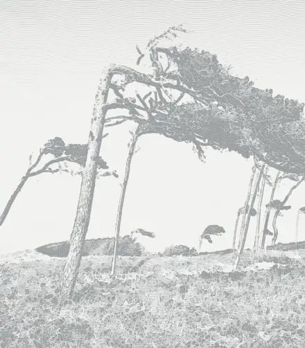 Windflüchter